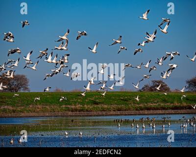 Schneegänse in Staten Island Preserve, Kalifornien Stockfoto