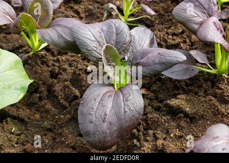 Nahaufnahme Bok Choy Bio-Gemüse im Gewächshaus Garten. Stockfoto