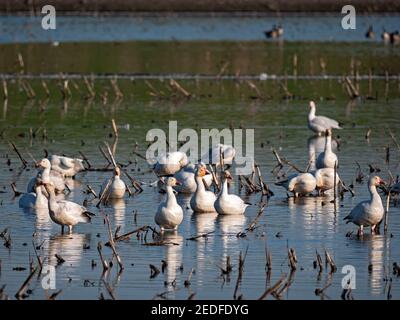 Schneegänse in Staten Island Preserve, Kalifornien Stockfoto