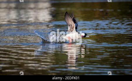 Ein männlicher bufflehead Tauchente ' Bucephala albeola ' Fliege ' Abseits des Wassers in British Columbia, Kanada Stockfoto