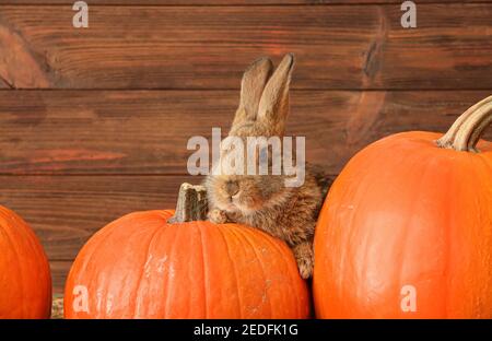 Niedliche flauschige Kaninchen mit Kürbissen auf Holzhintergrund Stockfoto