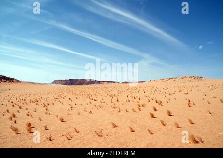 Kleine Pflanzenvegetation, die durch den Sand auf dem Gilf Kebir Plateau in der Westwüste der Sahara im Südwesten Ägyptens wächst. Stockfoto