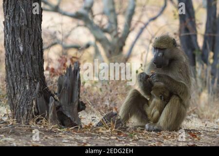 Chacma Pavian Mutter (Papio ursinus) sitzt auf dem Boden mit Säugling Baby essen Blätter in Hwange National Park, Simbabwe Stockfoto