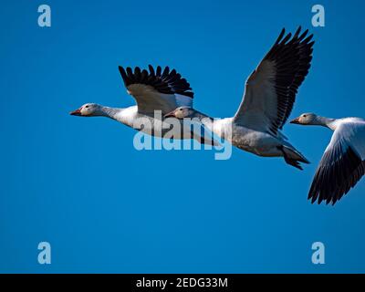 Schneegänse in Staten Island Preserve, Kalifornien Stockfoto