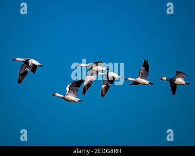 Schneegänse in Staten Island Preserve, Kalifornien Stockfoto