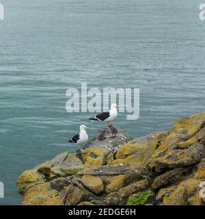 Zwei neuseeländische Kelpmöwe (Larus dominicanus) und Küken, auch bekannt als die südliche Schwarzrückenmöwe oder Karoro in Maori. Stockfoto