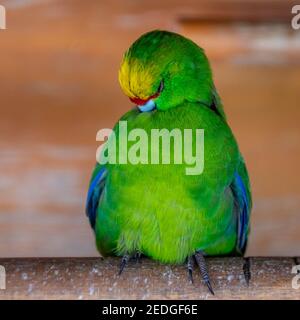 Neuseeländischer Gelbkronensittich (Cyanoramphus auriceps). Eine der endemischen Papageienarten Neuseelands. Stockfoto