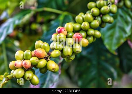 Frische Kaffeebohnen Beeren auf Kaffee Baum Zweig Stockfoto