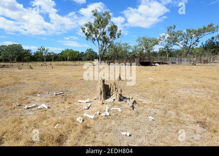 Tierknochen verstreut um einen Termitenhügel auf dem alten Viehhof, Lorella Springs Wilderness Park, in der Nähe von Borroloola, Northern Territory, NT, Austra Stockfoto