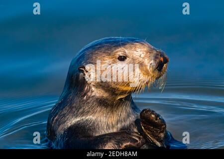 California Sea Otter (Enhydras lutris) in natürlichen Lebensraum von Moss Landing State Wildlife Area, Kalifornien Stockfoto