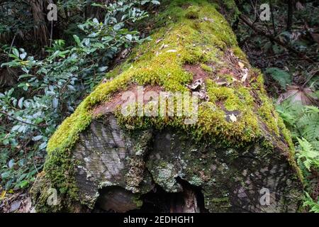 Baumstamm mit Moos neben dem Waldweg im Royal National Park. Stockfoto