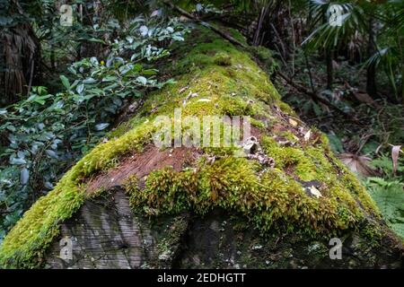 Baumstamm mit Moos neben dem Waldweg im Royal National Park. Stockfoto