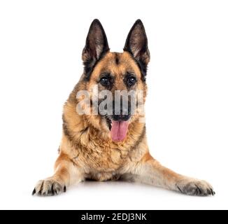 Alte deutsche Schäferhund vor weißem Hintergrund Stockfoto