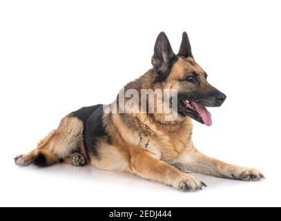 Alte deutsche Schäferhund vor weißem Hintergrund Stockfoto