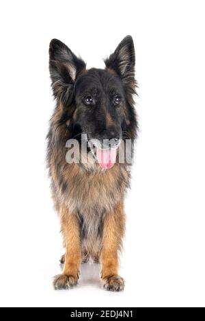 Alte deutsche Schäferhund vor weißem Hintergrund Stockfoto