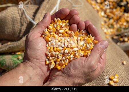Nahaufnahme der Hände des Bauern mit Maiskörnern. Raue Hände des Bauern halten Maiskörner über einem Leinensack, der mit frisch geerntetem Getreidemorn beladen ist. Stockfoto