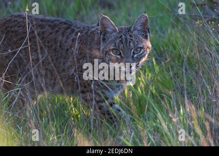 Ein wilder Bobcat (Lynx rufus), der die Kamera anschaut, während er kleine Beute in der San Francisco Bay Area in Kalifornien jagt. Stockfoto