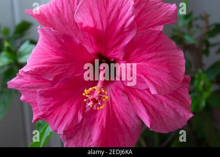 Hibiscus rosa-sinensis, auch chinesischer Hibiskus genannt, ist eine Art tropischer Hibiskus, eine blühende Pflanze im Stamm der Hibisceae der Familie Malvaceae Stockfoto
