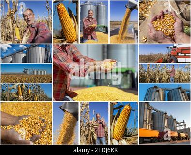 Collage von Fotografien, die reifen Maiskorn auf dem Maiskolben in landwirtschaftlichem Feld, Erntezeit und Maislagerung in landwirtschaftlichem Getreidetrockner zeigen Stockfoto