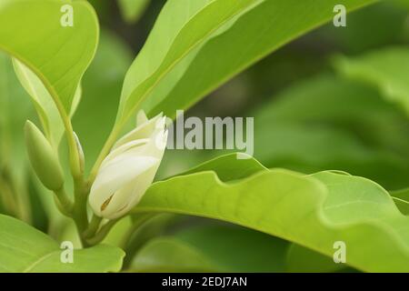 Weiße Champaka Blumen mit grünen Blättern Stockfoto