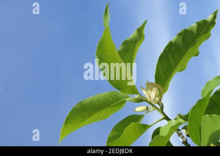 Weiße Champaka Blumen mit grünen Blättern auf blauem Himmel Hintergrund Stockfoto