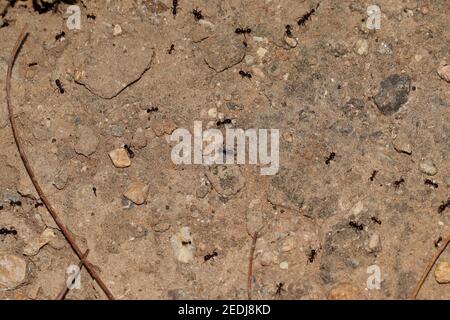 Viele Ameisen arbeiten um ihre Ameisenhügel herum, große Ameisen. indien Stockfoto