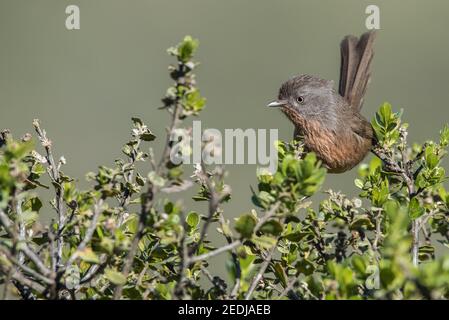 Wrentit (Chamaea fasciata) ein kleiner Vogel, der an der Westküste Nordamerikas endemisch ist, lebt in einem chaparralen Buschland-Habitat. Dieses ist aus Marin County. Stockfoto