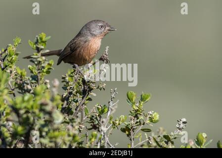 Wrentit (Chamaea fasciata) ein kleiner Vogel, der an der Westküste Nordamerikas endemisch ist, lebt in einem chaparralen Buschland-Habitat. Dieses ist aus Marin County. Stockfoto