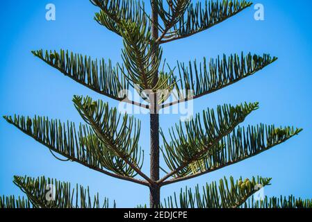 Norfolk Pine. Lateinischer Name Araucaria heterophylla. Lanzarote. Stockfoto