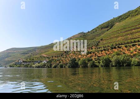 Blick vom Douro-Tal auf die Weingärten auf den Hügeln, die berühmten Portwein produzieren, Porto, Portugal Stockfoto