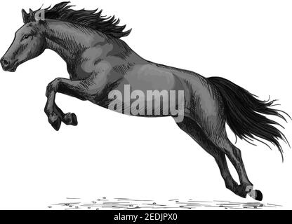 Pferd oder Wildhengst, der im Galopp läuft und rüber springt. Schwarz mustang tratter Racer oder Rennpferd Vektor-Symbol für Pferde Sport Rennen oder Fahrten, ieb Stock Vektor