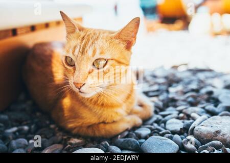 Ingwer junge Katze sonnt sich in der Sonne und geht allein Außerhalb des Hauses - Katzenurlaub Stockfoto