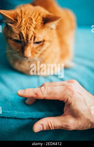 Kratzen nach den Krallen einer Hauskatze - Wunde Von einem Tierbiss - tief auf den Finger geschnitten Stockfoto