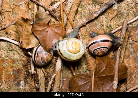 Gebänderte Schnecken Stockfoto