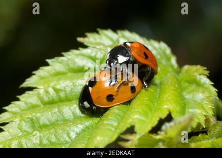 7 Fleck Marienkäfer Paarung Stockfoto