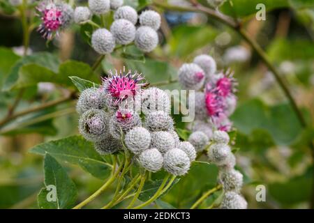 Arctium lappa wird gemeinhin als größere Klette bezeichnet. Blühende Pflanze. Klettenblume. Stockfoto