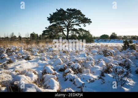 Winterlandschaft mit Schnee im Nationalpark 'Groote Peel' In den Niederlanden Stockfoto