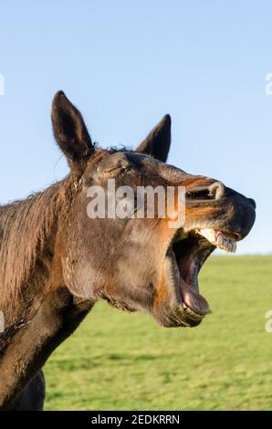 Braunes Pferd gähnend, lächelnd, offener Mund, Zähne und Zunge zeigend, komisch, lustig albern aussehend, Vorderansicht Porträt, Deutschland Stockfoto