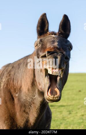 Braunes Pferd gähnend, lächelnd, offener Mund, Zähne und Zunge zeigend, komisch, lustig albern aussehend, Vorderansicht Porträt, Deutschland Stockfoto