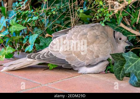 Eine eurasische Halstaube, Streptopelia decaocto, schützt sich vor der Kälte unter den Pflanzen Stockfoto