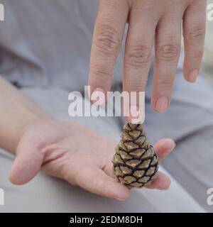 Weibliche Hände halten einen dreieckigen Kiefernkegel Stockfoto