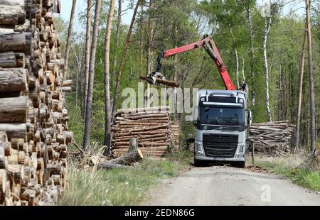 28,04.2020, Doebrichau, Brandenburg, Deutschland - Baumstämme werden auf einen LKW geladen. 00S200428D149CAROEX.JPG [MODELLVERSION: NEIN, EIGENTUMSFREIGABE: N Stockfoto