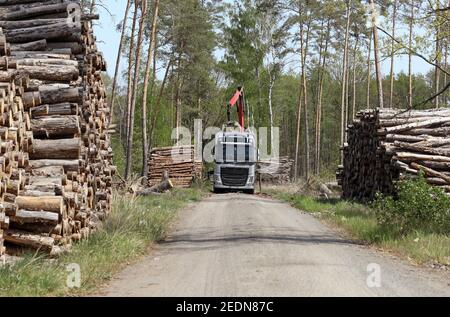 28,04.2020, Doebrichau, Brandenburg, Deutschland - Baumstämme werden auf einen LKW geladen. 00S200428D145CAROEX.JPG [MODELLVERSION: NEIN, EIGENTUMSFREIGABE: N Stockfoto