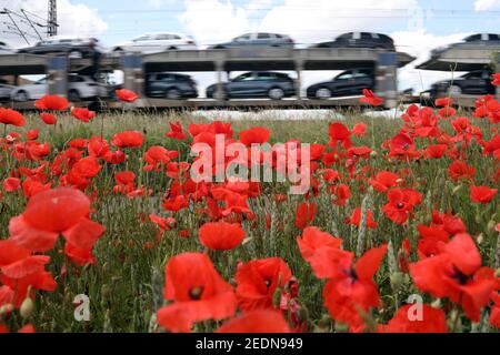 15,06.2020, Trebbin, Brandenburg, Deutschland - EIN Güterzug mit nagelneuen Autos passiert ein Mohn-Feld. 00S200615D103CAROEX.JPG [MODELLVERSION: NEIN Stockfoto