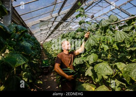 17,08.2020, Wittichenau, Sachsen, Deutschland - Gurkenernte auf dem Familienbetrieb Domanja erntet ein Mitarbeiter reife Gurken im Gewächshaus. Stockfoto