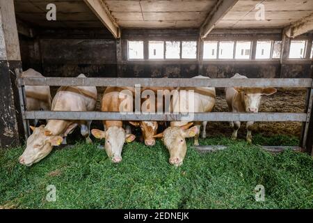 17,08.2020, Wittichenau, Sachsen, Deutschland - Rinder fressen frisches Gras in den Stall, ehemaligen LPG-Gebäuden, sind die Tiere auf dem familiengeführten Bauernhof Domanja Stockfoto