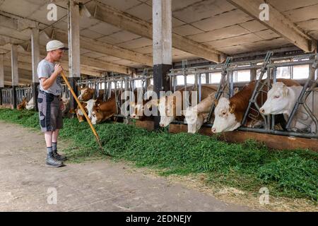 17,08.2020, Wittichenau, Sachsen, Deutschland - Rinder fressen frisches Gras im Stall, dem ehemaligen LPG-Gebäude, sind die Tiere auf dem familiengeführten Bauernhof Domanja k Stockfoto