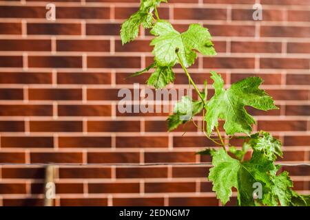 Keramische Fassadenfliesen Imitation roten Ziegel - Außenwand und Fassadendekoration Stockfoto