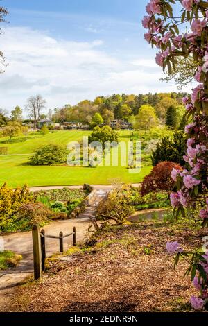 Blühende Rhododendren im RHS Harlow Carr Garden, bei Harrogate, North Yorkshire, England, UK Stockfoto