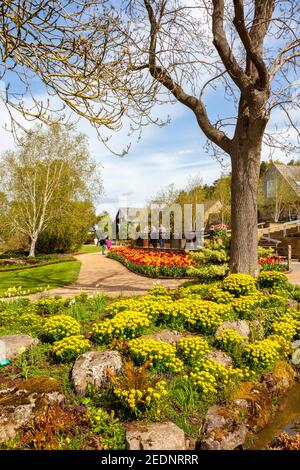 Eine farbenfrohe Ausstellung von Frühlingstulpen direkt im Eingang des RHS Harlow Carr Garden, bei Harrogate, North Yorkshire, England, Großbritannien Stockfoto